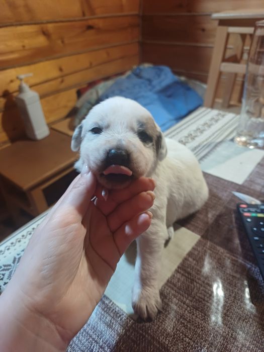 Щенята лабрадора і вівчарки в добрі руки