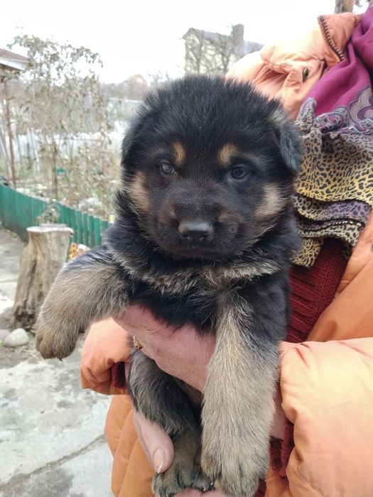 Німецька вівчарка