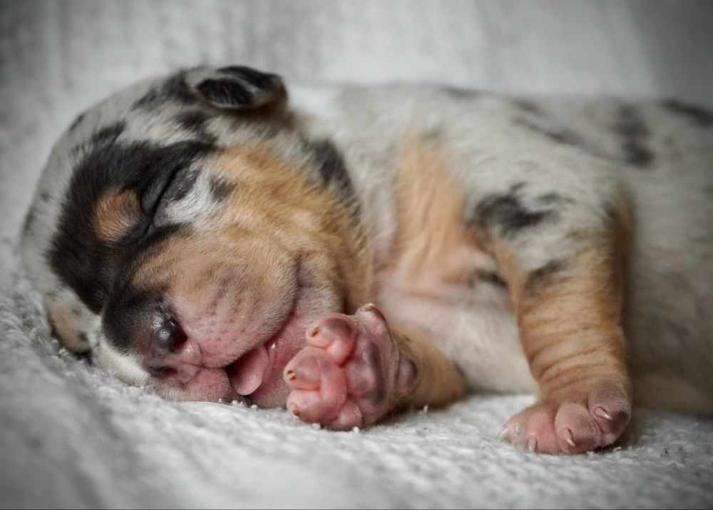 American Bully XL ABKC tri merle