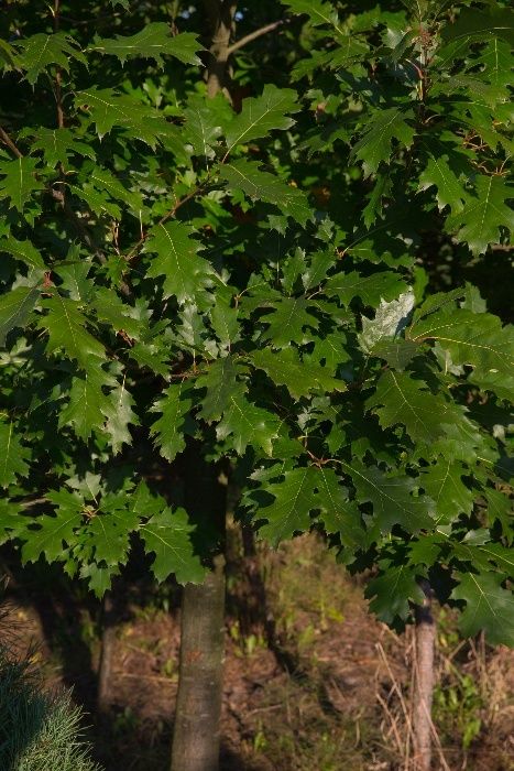 Dąb Czerwony (Quercus Rubra) 50-70 cm, donica 3l