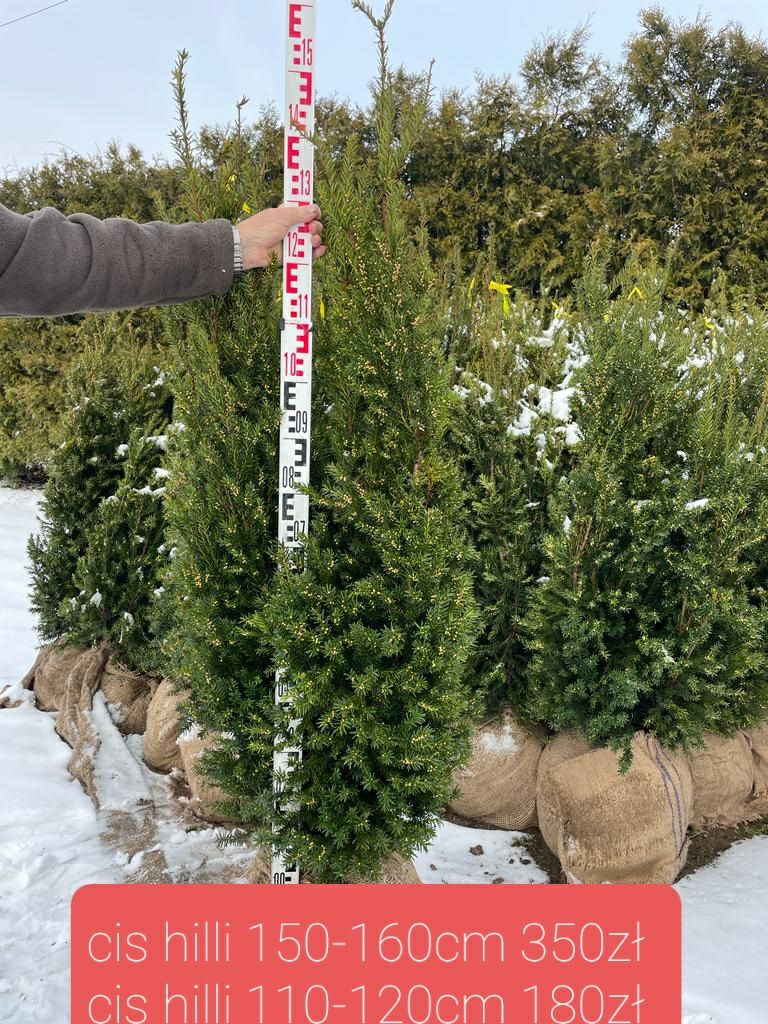 Cis hiksi 180-200cm gruby! Szmaragd sosna klon bonsai Hilli David