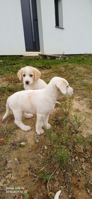 Oddam pieski za darmo