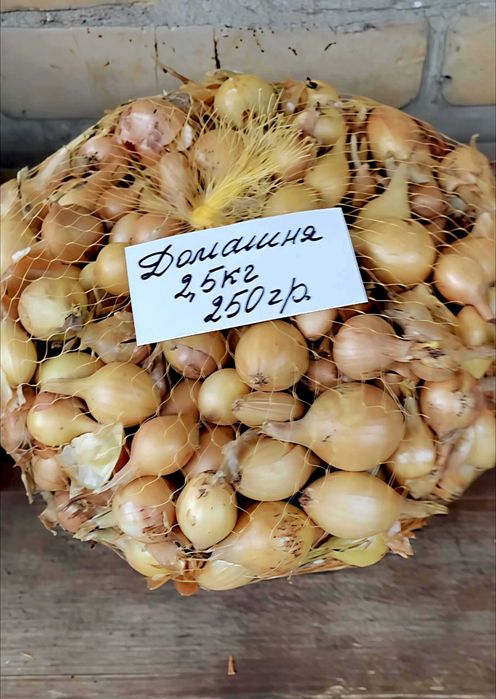 Озима цибуля Домашня – 2,5 кг, перевірений сорт, 250 грн