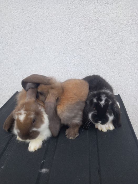 Кролики французького барана