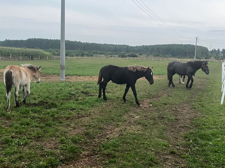 Źrebaki i klacze źrebne