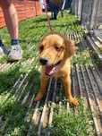 Pieski do adopcji!