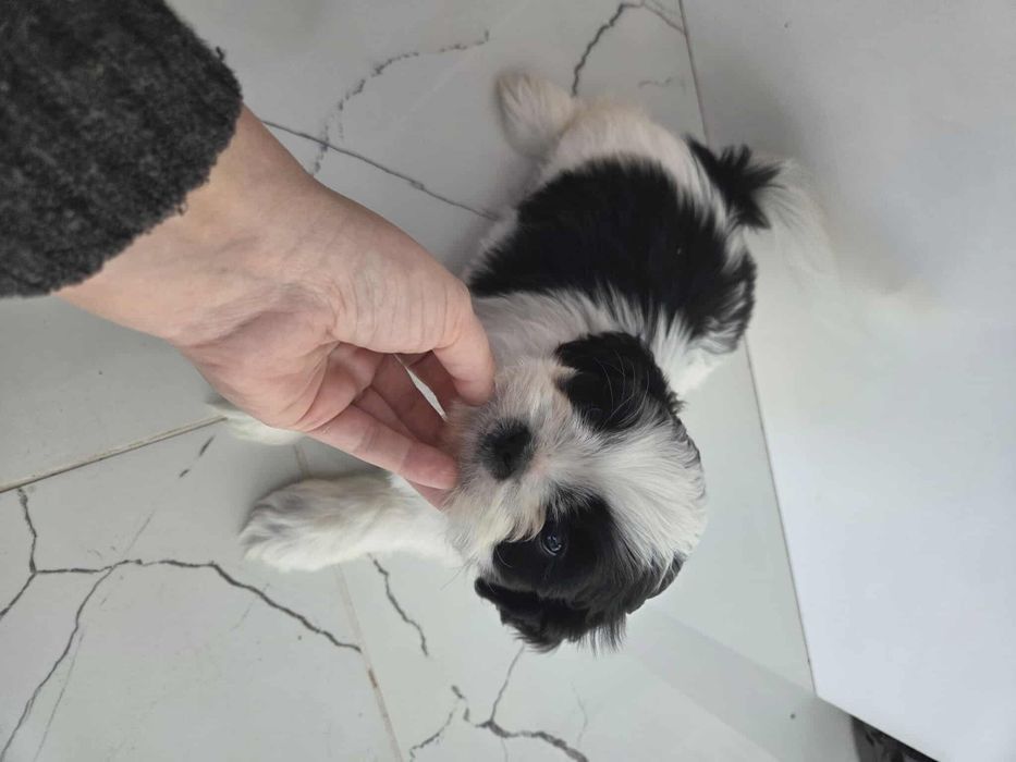 Uroczy piesek Shih-tzu