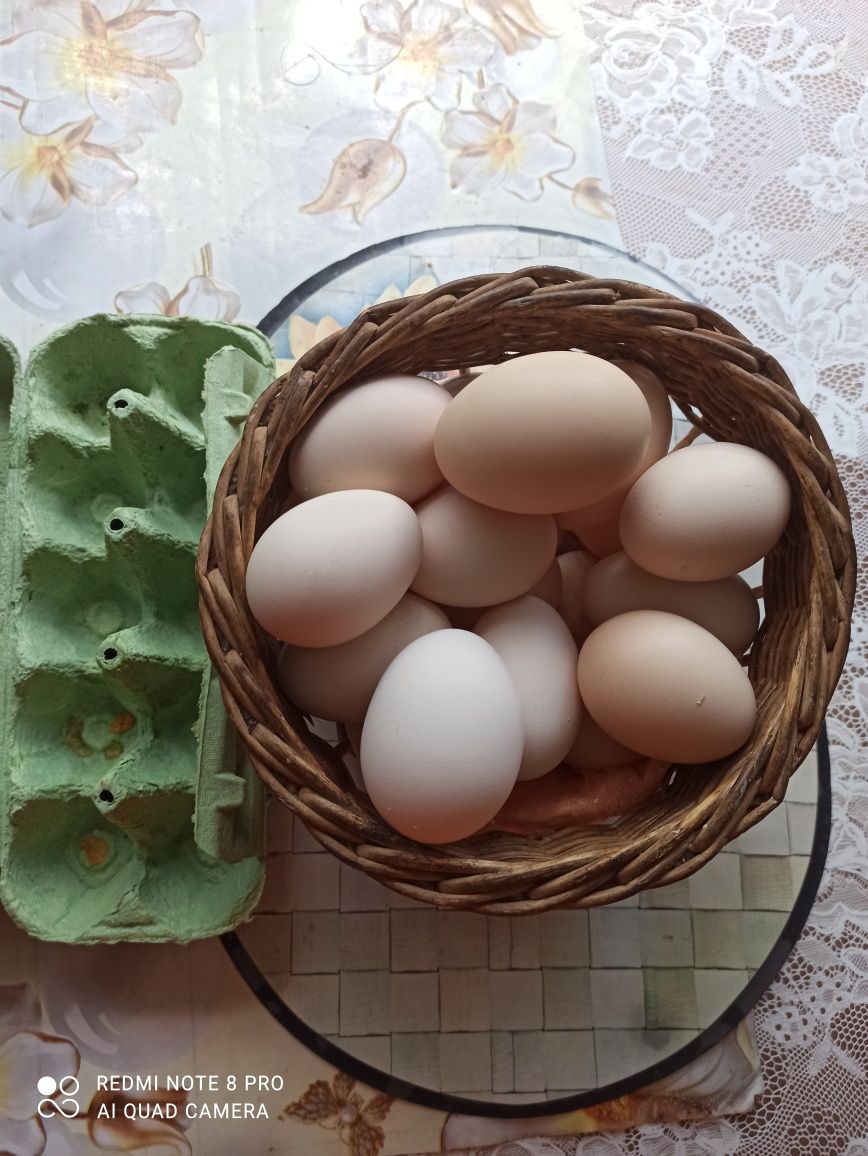 Курячі домашні яйця