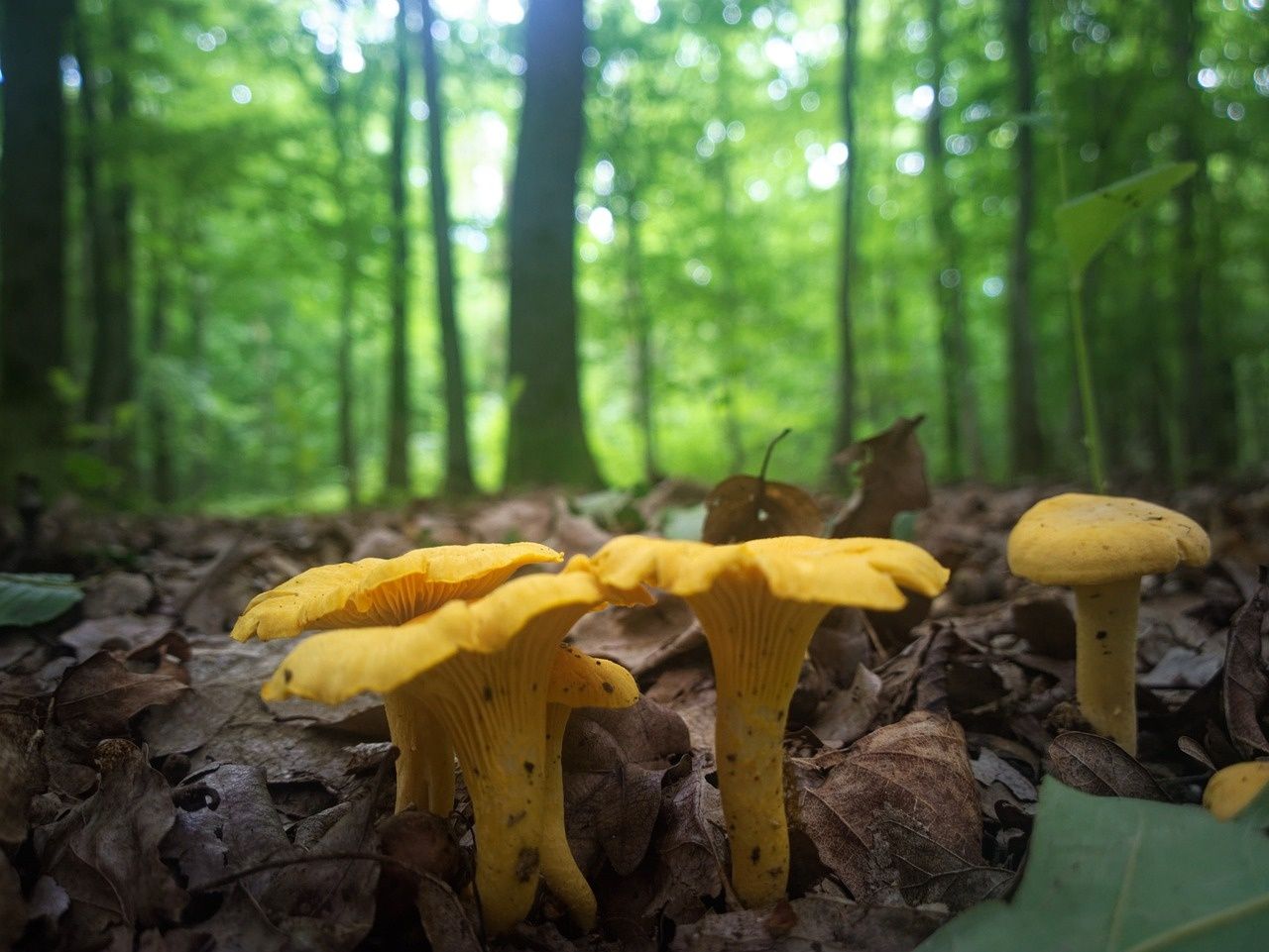 Cogumelos Cantharellus Cibarius