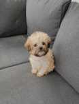Maltańczyk shihtzu suczka malshi