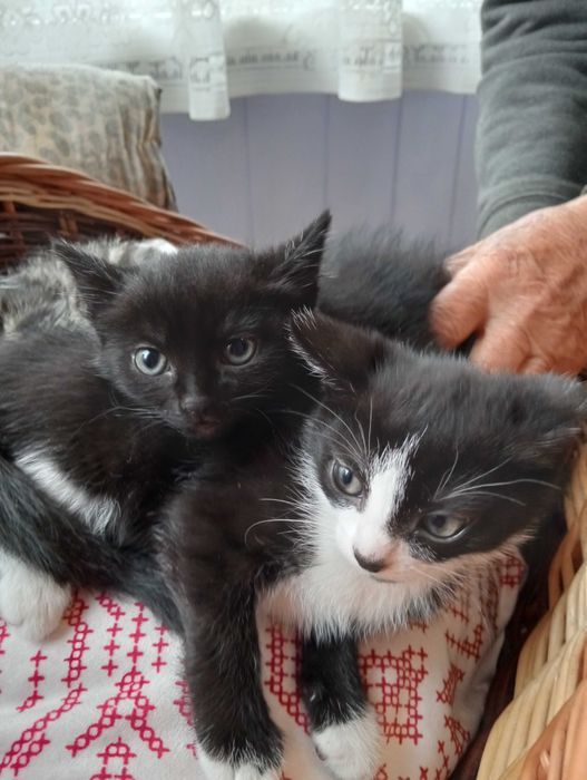 Śliczne koteczki do adopcji