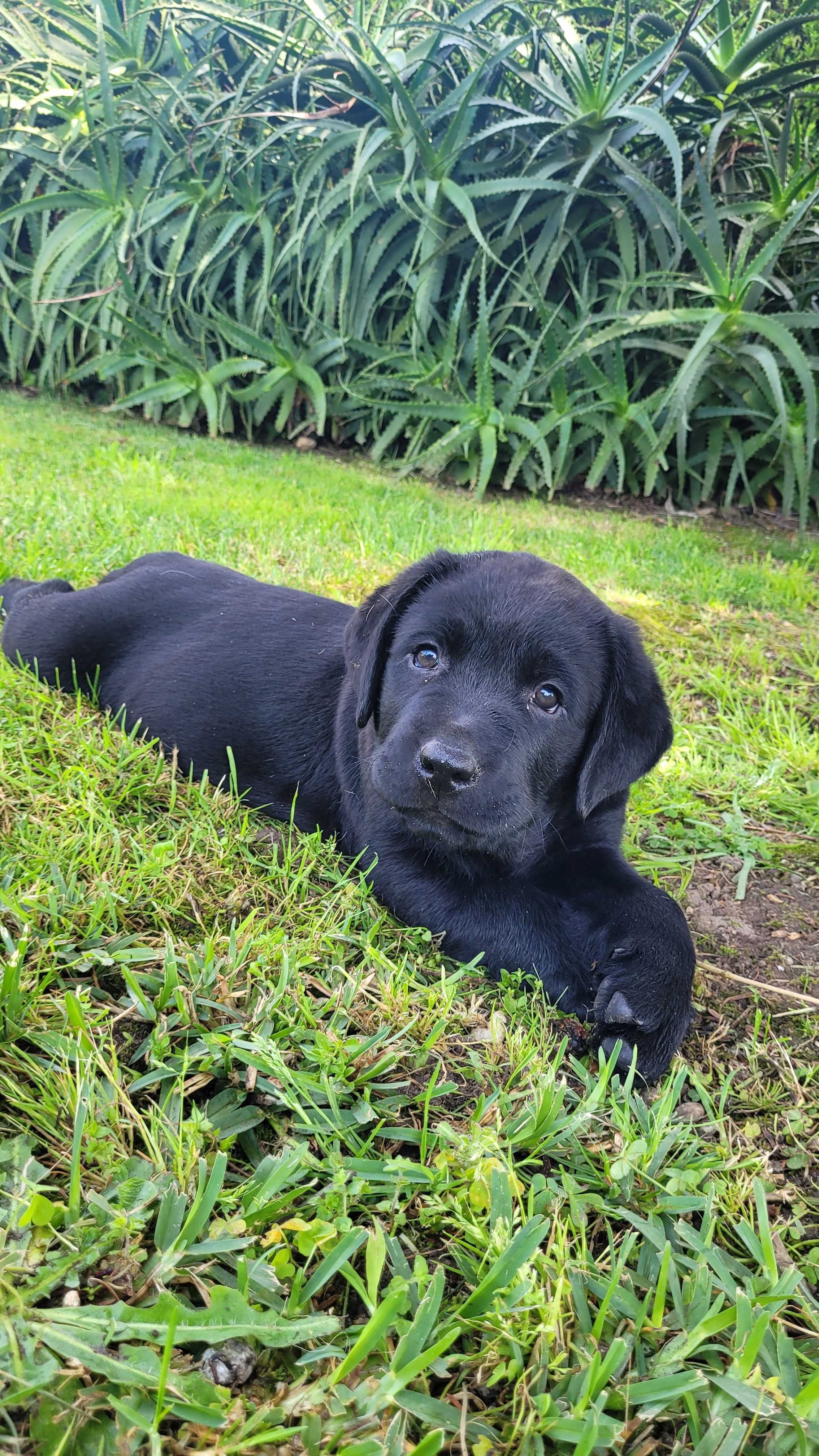 Labrador retriever