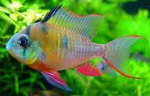 Ramirezi Boliviano (Mikrogeophagus Altispinosus)