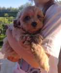 Maltipoo gotowe do odbioru