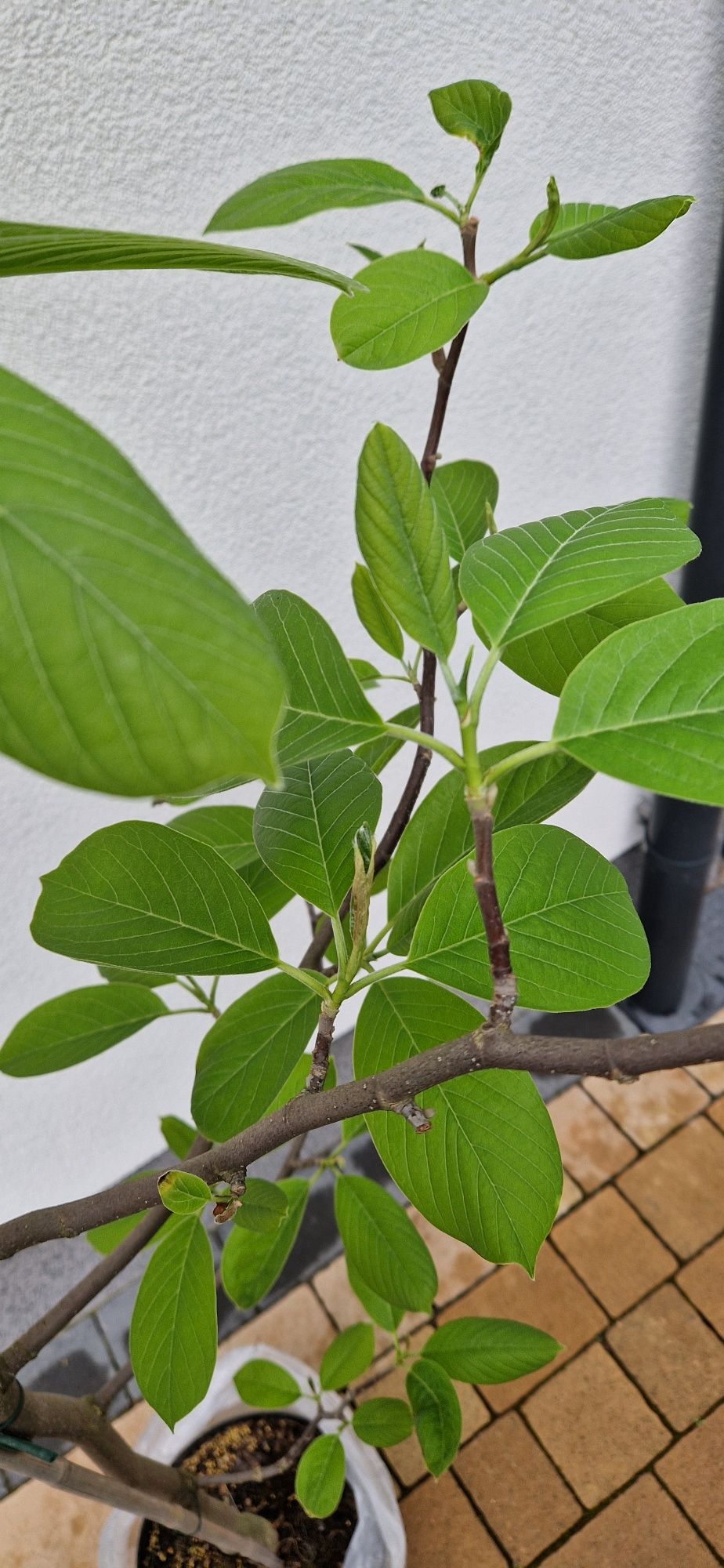 Magnolia biała Columbus doniczka drzewko roślina 210cm