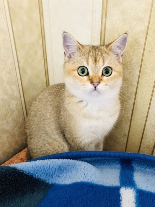 Золота неймовірна шиншилла.Дівчинка.Купити в Київі в Україні.