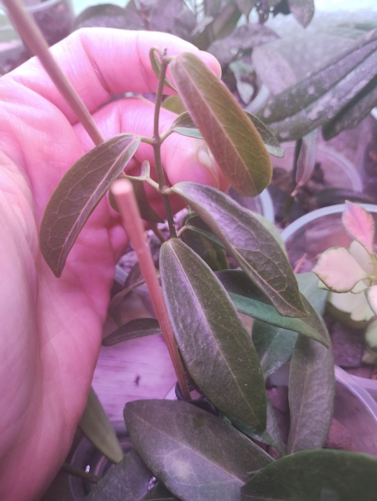 Hoya hoja  Chlorantha 5w