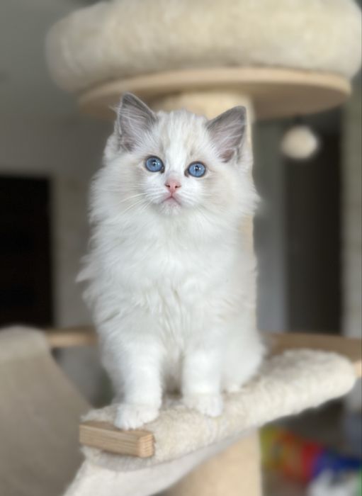 Piękna kotka ragdoll rodowód FPL