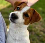 Jack Russell Terrier piesek Jack Russell Terrier PURE breed male Jack