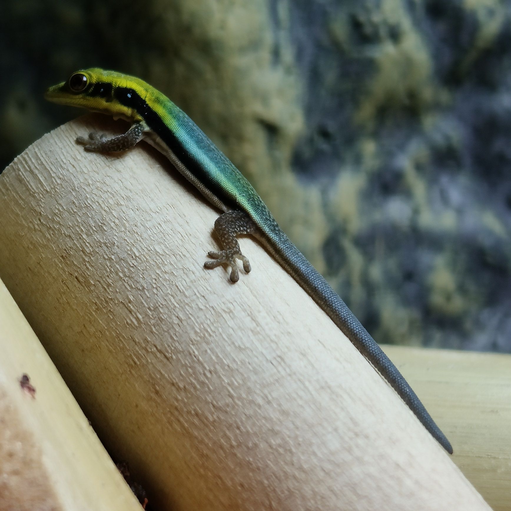 Jaszczurka dzienna gekon dzienny z Madagaskaru