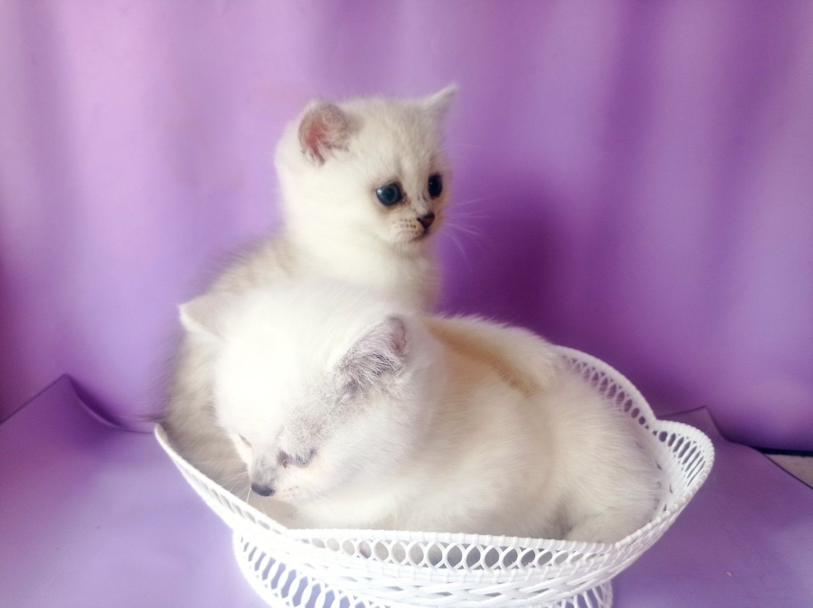 Продам супер котята,британские короткошерстные,серебристый