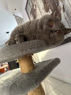 Kocur do krycia brytyjski krótkowłosy niebieski Brytyjczyk gr krwi B