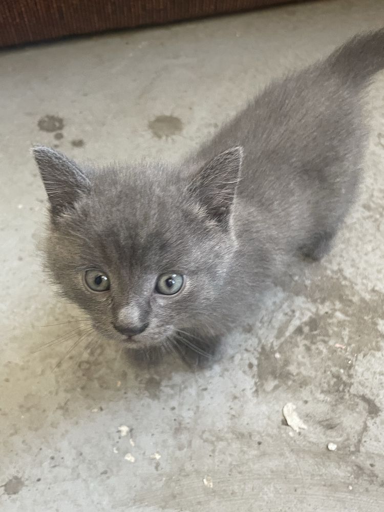 Котеня, котик і киця