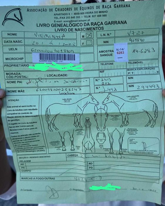 Cavalo Garrano macho