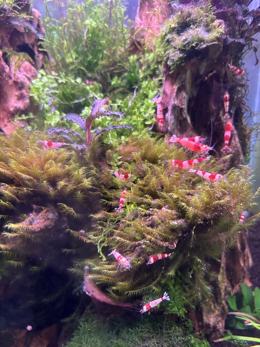 Camarões em São Marcos