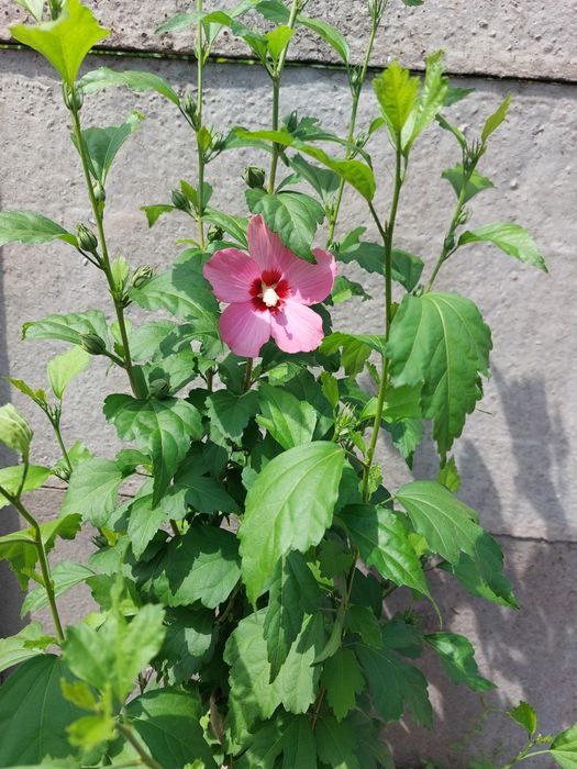 Гибискусы 3х-летние!Обмен!