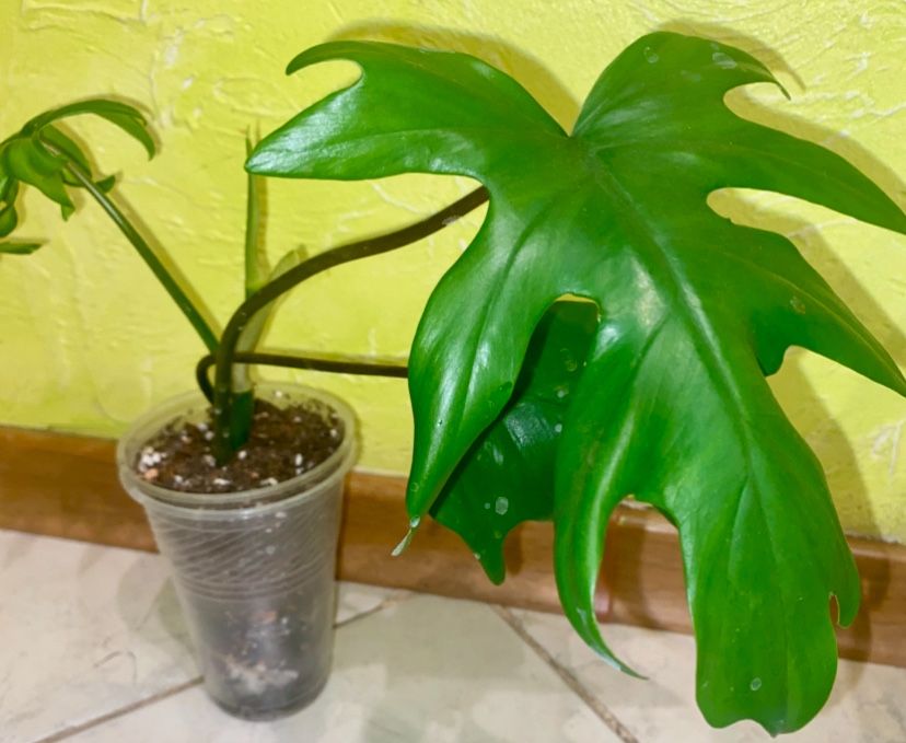 Монстера   ,Дубія,Зелена  монстера та ін