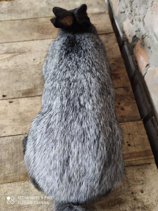 Кролі Кролики полтавське срібло