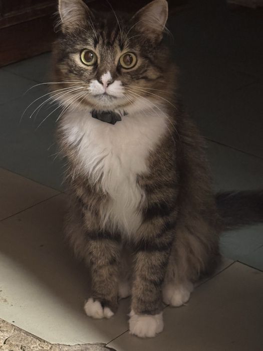 Отдам котика бесплатно