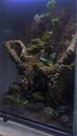 sprzedam terrarium/paludarium repti planet - z zawartoscia