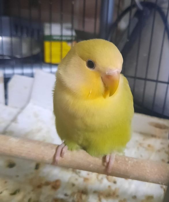 Caturra macho Arlequim Canela Face Amarela e Roseicollis, criados à mã