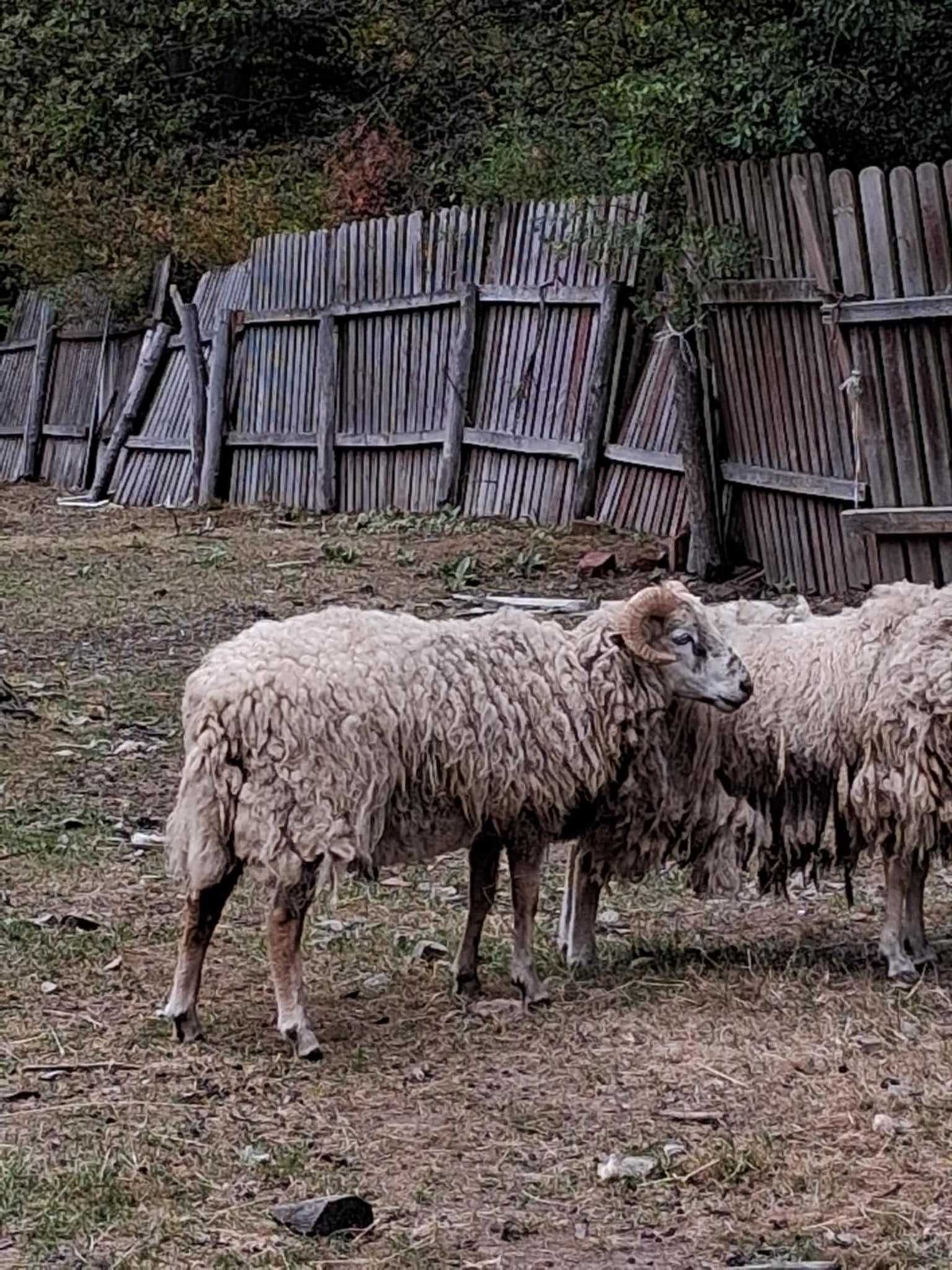 Sprzedam Barany 5 sztuk