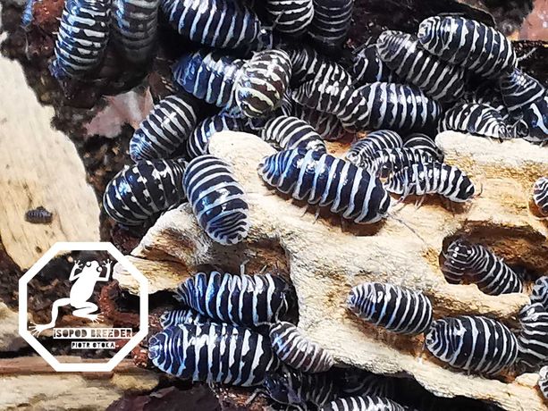 Armadillidium maculatum - Isopod