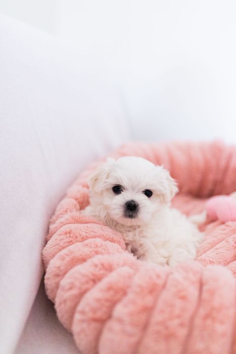 Maltańczyk z rodowodem i chipem / gotowy do odbioru z wyprawką