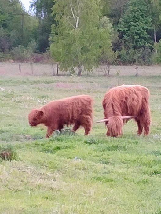 Krowy bydło szkockie