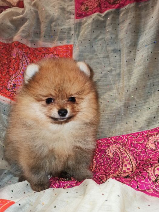 Щенки померанского шпица