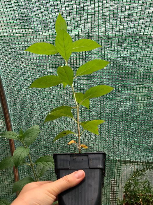 Гортензія мітловидна Ваніла Фрайз Vanille Fraise, саджанець p9