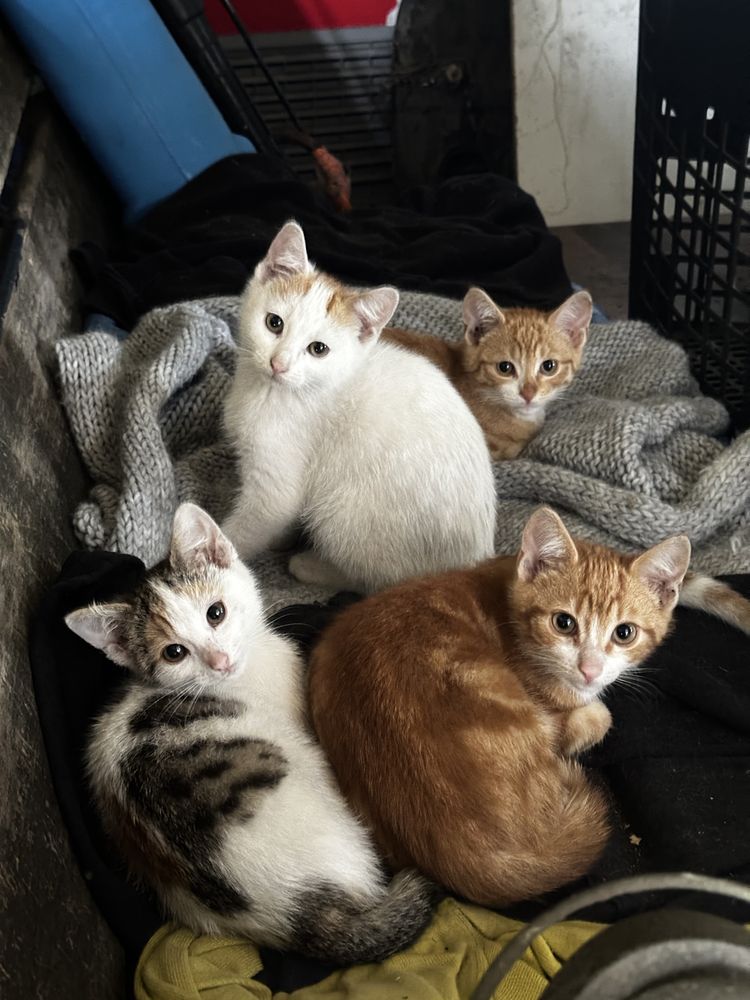 Cztery kotki do adopcji