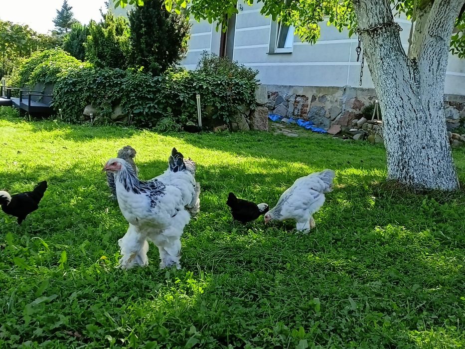 Sprzedam kury ozdobne