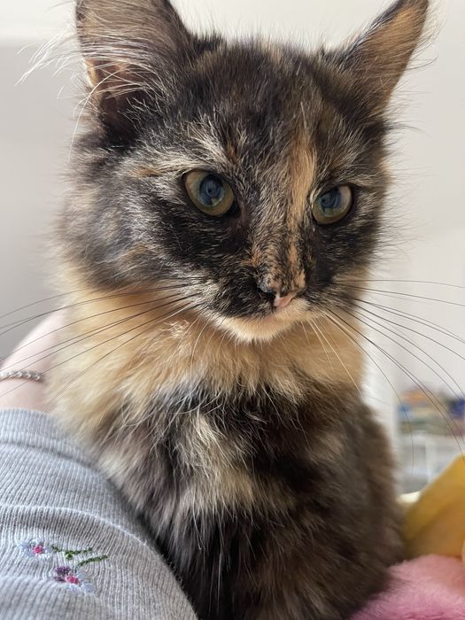 Кошенята (дівчатка)