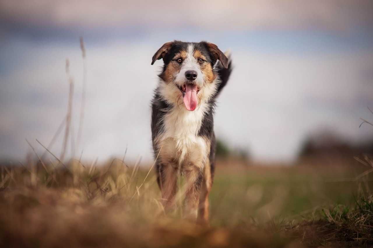 Tyler - spokojny, aktywny i delikatny psiak do adopcji.