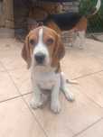 Beagle, szczeniaki, psy rasowe, piesek z pięknego miotu