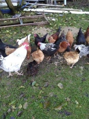 Koguty własnej hodowli