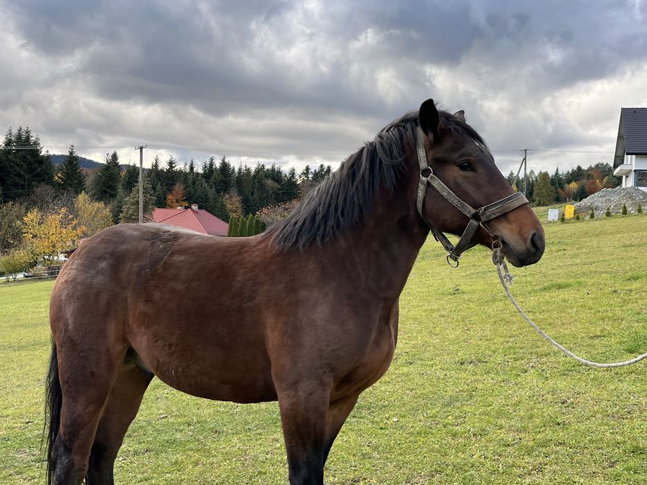 Sprzedam konia maści ciemnogniadej