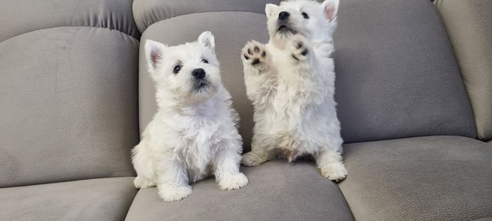 West Highland White Terrier- szczeniak