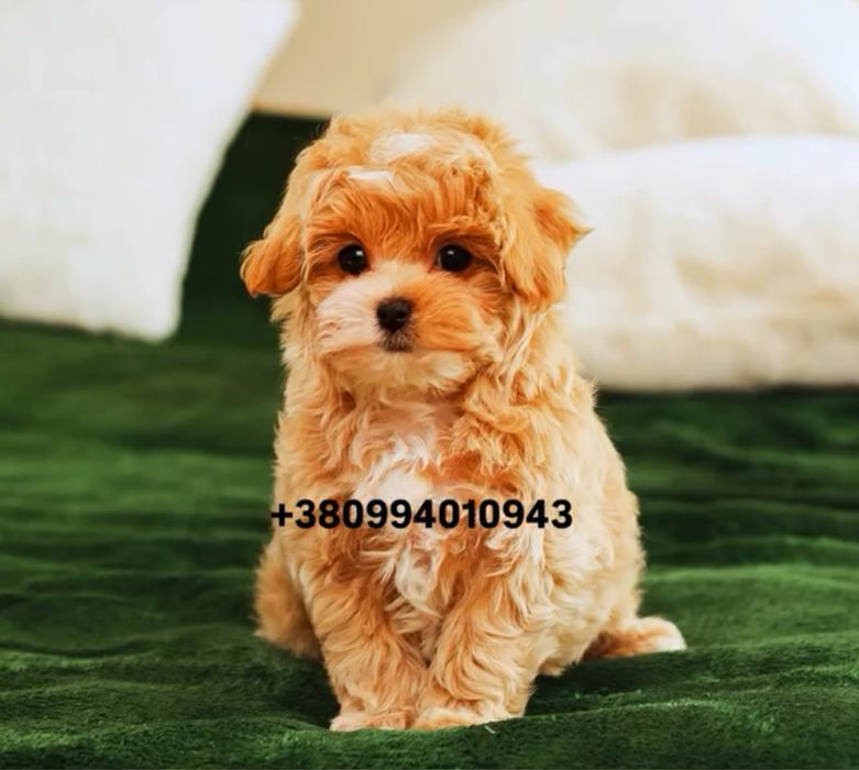 SUPER VIP цуценя хлопчик красунчик мальтіпу ф1. Мальтіпу. Мальтипу.